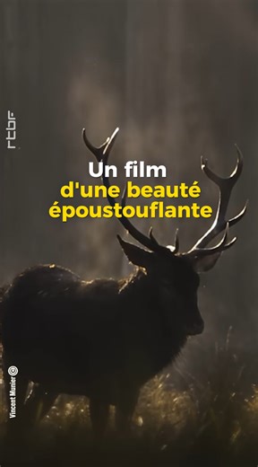 🎬🌲 Avec "Le Chant des forêts", Vincent Munier célèbre la nature sans tomber dans les pièges habituels : pas de dialogues “pédago” qui sonnent faux, pas de commentaire moralisateur sur le climat… juste le temps long, le regard, et l’émotion qui monte en silence. Un film contemplatif, humble mais inspiré, truffé d’images magnifiques, déjà vu par plus d’un million de spectateurs en France ⤵️ | RTBF Culture
