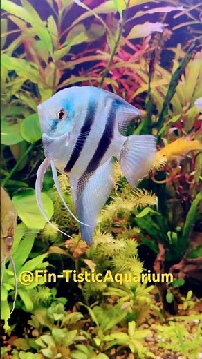 My High Tech Aquarium Setup Upgrade | Stunning Aquascape Reveal