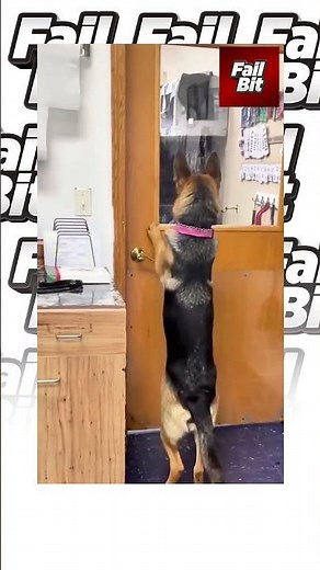 “Cute Pets Doing Dumb Things 😂 | Ultimate Animal Fails Compilation!”