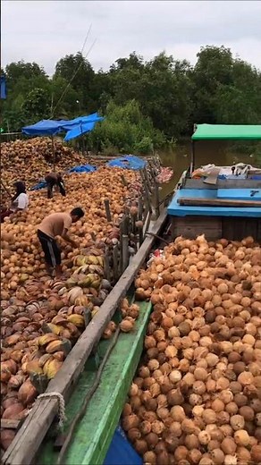 The process of loading coconuts onto the ship
