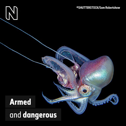 8K views · 156 reactions | Male and female blanket octopuses have...