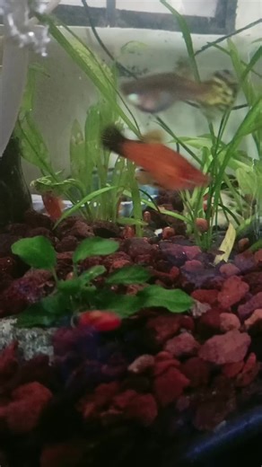 Exploring Aquarium Lava Rock for Stunning Aquascapes