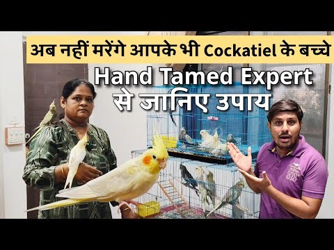 Cockatiel Hand Feeding Guide | Tips By Jainesh Exotics Cockatiel Hand Tamed Expert | Pet Guruji