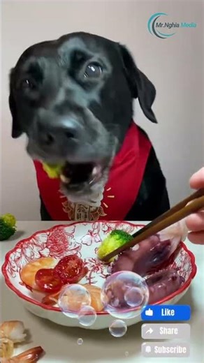 What Happens When Labradors Eat Premium Food for 30 Days? The Results Will Amaze You!