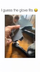 1.4M views · 10K reactions | Funny and cute dogs compilation 藍 殺 | Cuteyfunny | Facebook