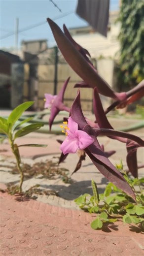 Beautiful flowers 🌹