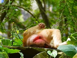 8.9K views · 430 reactions | what wrong Ashely so pity she can't walk to find food so no more power by unborn babies terrible move out #Animallover | Mata Monkeys | Facebook