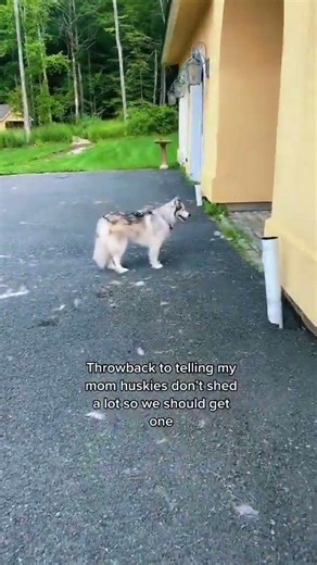 How did you convince your parents to get a dog? #dogs... #Shorts #olivialevinn