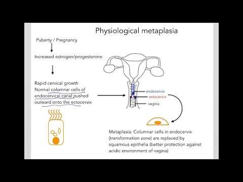 8.7 Cell adaptation and death