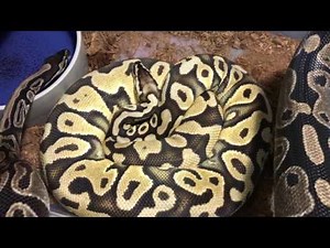 Ball Python Morphs: Yellow Belly & Pastel