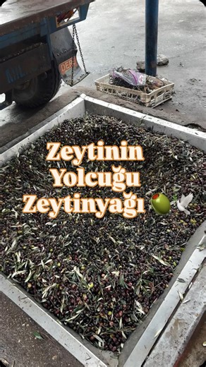 Damii on Instagram: "Emek emek toplanan zeytinlerden zeytinyağına doğru mini bir yolculuk 🫒🧿 #zeytinhasadı #zeytinyağı #zeytinfabrikası #zeytinağacı #damiisslife"