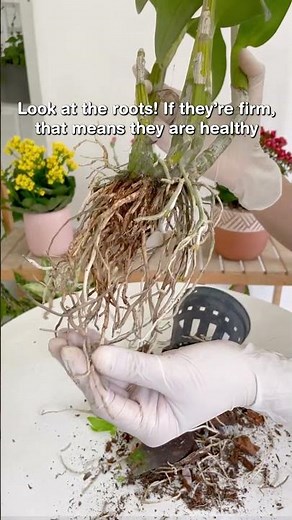 Can Orchids be grown in water #orchid #orchids #orchidcare