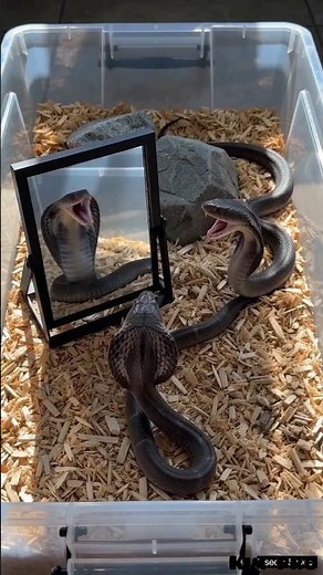 cobra #snake