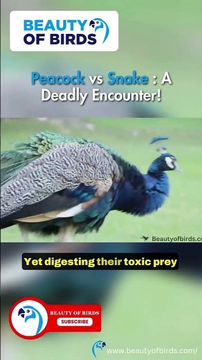 🦚 Do Peacocks Eat Snakes? Shocking Truth! 🐍⚡ | Peacock vs. Snake Battle