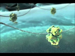 Leukocyte Extravasation with explanation