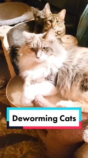 How to Deworm 21 Cats: A Step-by-Step Guide