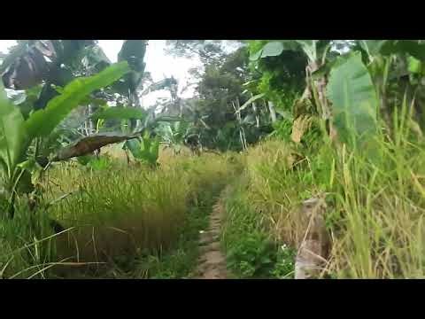 Solo tracking ke Kampung Cisaban, kampung terbesar di Baduy PART 03 | Baduy Luar 