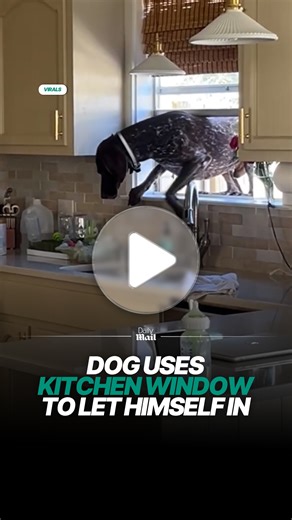 Dogs will always find a way around anything 😅 | Daily Mail Video