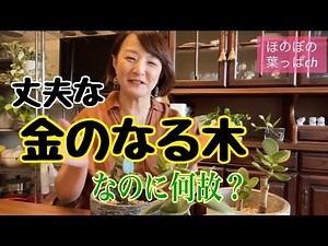【金運アップ】金のなる木を元気に育てよう