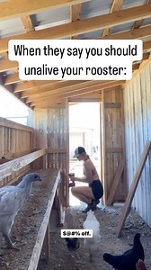 2.8M views · 3.7K reactions | I googled how to dress a chicken for dinner…. #chickens #roosters #rooster #backyardchickens #humor #hollyshens #cowboy | Holly’s Hens | Facebook