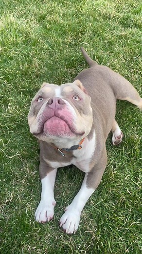 A couple tricks along the way. #dogtraining #blinddog #rescue