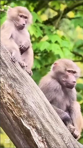 African Hunters Take Down a Monkey in Seconds! 🐒 | Real Tribal Hunting Adventure