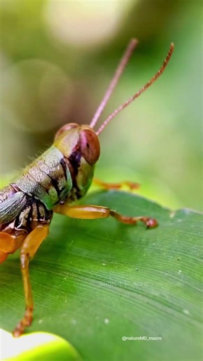 Strange Movements of a Tiny Grasshopper 👀