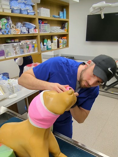 Perfect Ear Wraps for Dogs and Cats in Veterinary Care