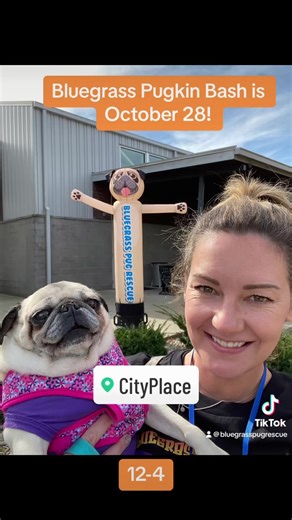 1K views · 26 reactions | Pugkin Bash is coming this weekend! October 28 at CityPlace (La Grange, KY) 12-4 Contests, pug art, vendors, food, fun, and PUGS!! | Bluegrass Pug Rescue | Facebook