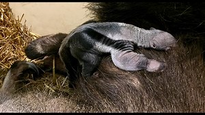 Baby giant anteater born at Beardsley Zoo in Bridgeport