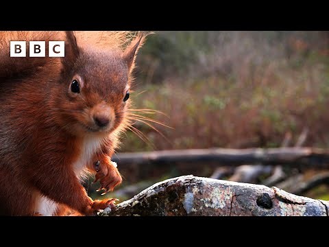 🔴 LIVE wildlife cameras ❄️ 20 January 🐦 BBC Winterwatch 2026