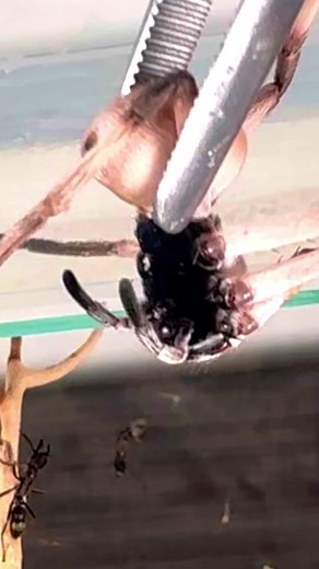 (Educational Purposes) Bullet Ants Hunt Down a Desert Huntsman Spider for FOOD!! #ants #spider #antsvsspider #bulletants #texasbulletants #neoponeravillosa #huntsmanspider #feeding #nature #bugs #fyp