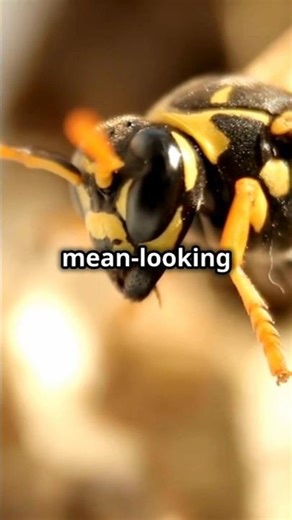 Can You Tell the Difference? WASP vs BEE - Most People Get This Wrong!