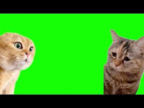 猫ミーム 素材 大全集 part1（cat meme greenscreen Complete collection）
