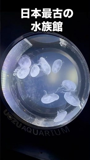 日本最古の水族館はなんと富山県魚津市にある魚津水族館！！