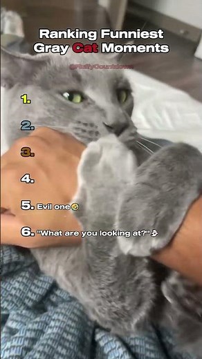 Top 6 Funniest Gray Cat Behavior Moments!😂🐾