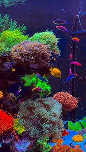 17K views · 2.4K reactions | 900g Drop Down Coral Reel 視  | Polo Reef by Andrew Sandler | Facebook