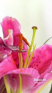 394K views · 1.3K reactions | Three hacks, countless blooms✨❤️ | Blossom | Facebook