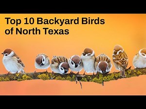 Top Ten Backyard Birds of North Texas