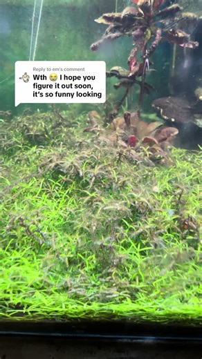 Understanding Fish, Arachnids, and Crustaceans in Aquariums