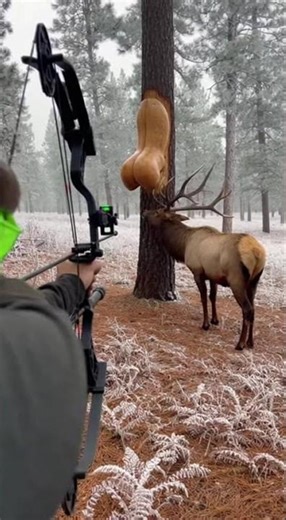 Elk Sniffing What?! 🦌