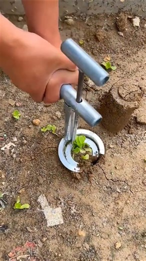 the process of transplanting plant seeds #shorts