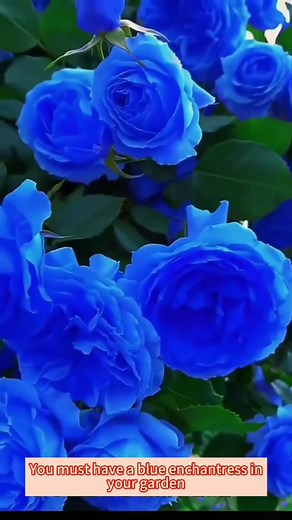 .🌟 Elevate Your Garden with Blue Enchantress Flowers! 🌸 Stunningly beautiful, effortless to plant, and adds a magical touch to any outdoor space. #BlueEnchantress #GardenElegance #Growflicker #EasyGard | Grow flicker7