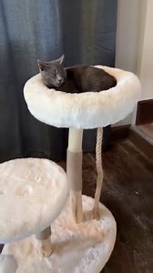 88 reactions · 4 comments | Recommended by vets. Purr-ferred by cats.  Pick from pre-designed or custom catios to keep your pets safe & happy outdoors. | Habitat Haven | Facebook