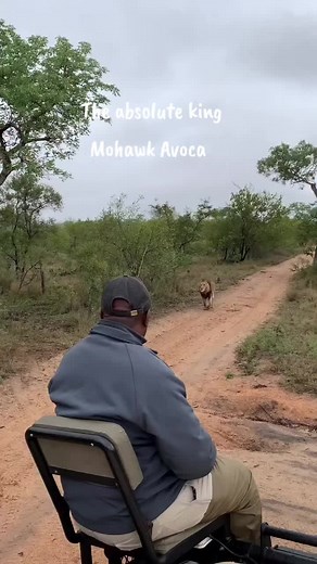 Mohawk Lion Dominates Kruger National Park