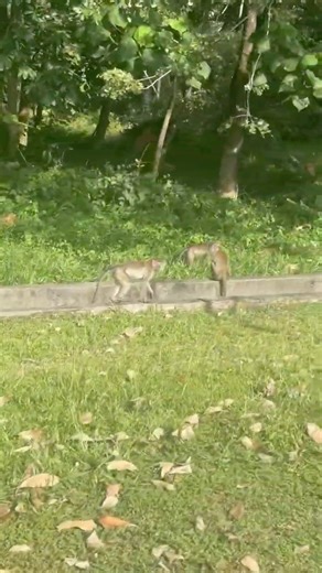 Some of the locals were out today 🐒 #familygonomad #MalaysiaMoments #WildEncounters #RoadsideScenes