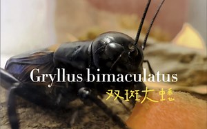 双斑大蟋 Gryllus binaculatus