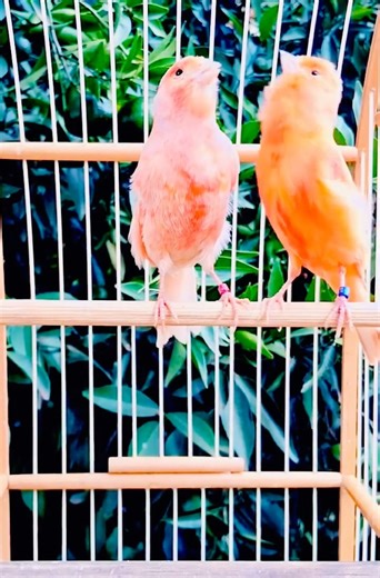 Best Canary Singing | Canary Singing | Canary Training #galerikenariindonesia #kenari3in1 #canary