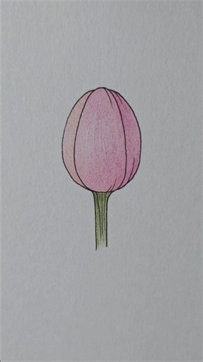 how to draw tulips flower