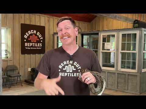 Why Most People FAIL @ Breeding Super Dwarf Retics